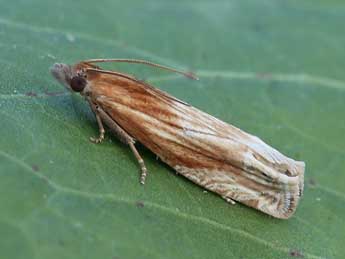 Eucosma subvittana Stgr adulte - ©Lionel Taurand