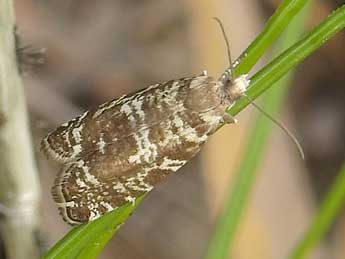 Epinotia tedella Cl. adulte - Jean-Pierre Lamoline