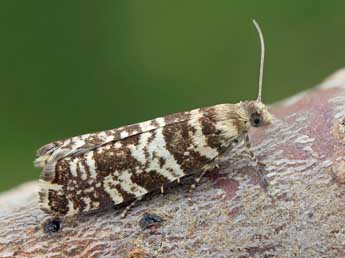 Epinotia tedella Cl. adulte - ©Patrick Clement