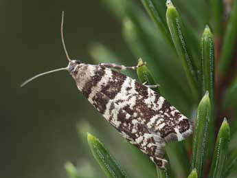 Epinotia tedella Cl. adulte - ©Patrick Clement