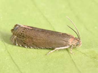 Grapholita tenebrosana Dup. adulte - Philippe Mothiron