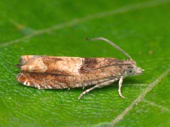 Epinotia tenerana D. & S. adulte - Patrick Clement