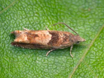 Epinotia tenerana D. & S. adulte - ©Patrick Clement