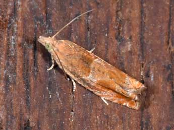 Epinotia tenerana D. & S. adulte - Philippe Mothiron