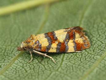 Aethes tesserana D. & S. adulte - ©Lionel Taurand