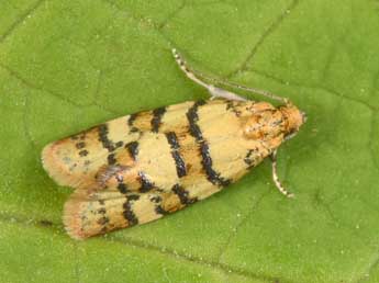 Aethes tesserana D. & S. adulte - ©Philippe Mothiron