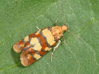 Aethes tesserana D. & S. adulte - ©Philippe Mothiron