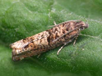 Epinotia tetraquetrana Hw. adulte - ©Patrick Clement