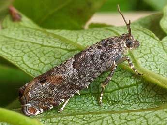 Epinotia tetraquetrana Hw. adulte - Friedmar Graf