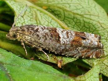 Epinotia tetraquetrana Hw. adulte - ©Friedmar Graf