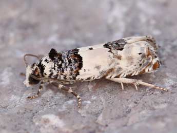 Epinotia thapsiana Z. adulte - ©Lionel Taurand