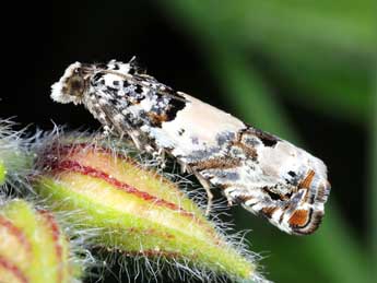 Epinotia thapsiana Z. adulte - ©Michel Billard