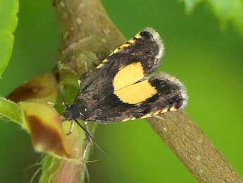 Pammene trauniana D. & S. adulte - ©Jean-Pierre Lamoline