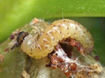  Chenille de Pammene trauniana D. & S. - ©Patrick Clement