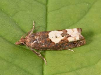 Epinotia trigonella L. adulte - Philippe Mothiron