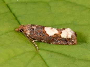 Epinotia trigonella L. adulte - ©Philippe Mothiron