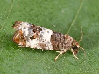 Notocelia trimaculana Hw. adulte - Philippe Mothiron