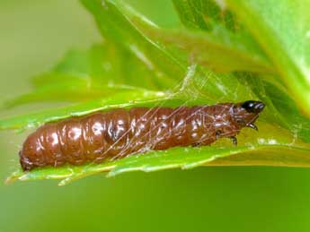  Chenille de Notocelia trimaculana Hw. - ©Patrick Clement