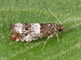 Notocelia trimaculana Hw. adulte - Philippe Mothiron