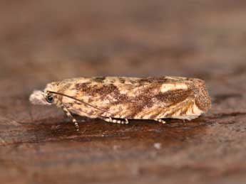 Eucosma tripoliana Barr. adulte - Vincent Willefert