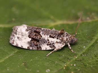 Apotomis turbidana Hb. adulte - ©Lionel Taurand