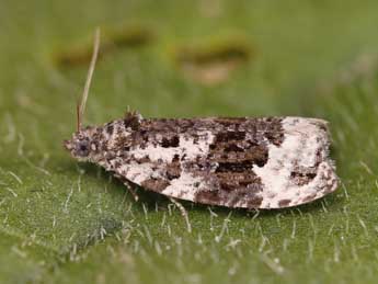 Apotomis turbidana Hb. adulte - ©Lionel Taurand