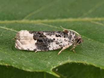 Apotomis turbidana Hb. adulte - Philippe Mothiron