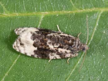 Apotomis turbidana Hb. adulte - Philippe Mothiron