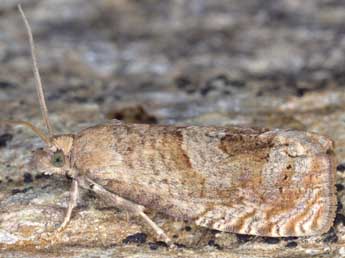 Epiblema turbidana Tr. adulte - Horst Pichler