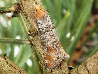 Pseudococcyx turionella L. adulte - ©Friedmar Graf