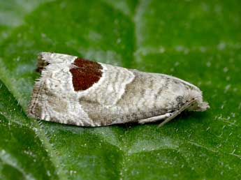 Notocelia uddmanniana L. adulte - ©Lionel Taurand