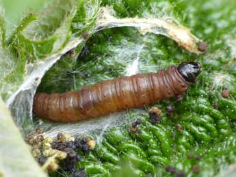  Chenille de Notocelia uddmanniana L. - ©Patrick Clement