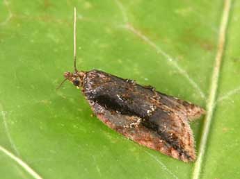 Acleris umbrana Hb. adulte - Philippe Mothiron