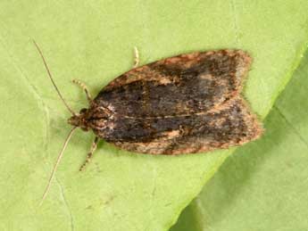 Acleris umbrana Hb. adulte - ©Philippe Mothiron