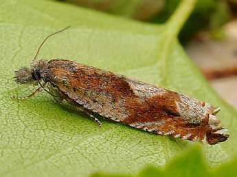 Ancylis uncella D. & S. adulte - Friedmar Graf