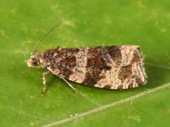 Orthotaenia undulana D. & S. adulte - Philippe Mothiron