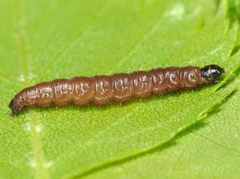  Chenille de Orthotaenia undulana D. & S. - Patrick Clement