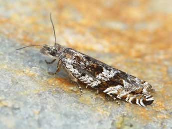 Ancylis unguicella L. adulte - Lionel Taurand