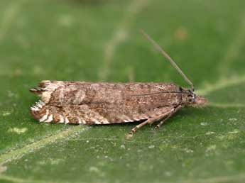 Ancylis unguicella L. adulte - ©Lionel Taurand