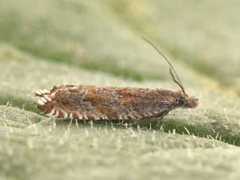 Ancylis unguicella L. adulte - ©Philippe Mothiron