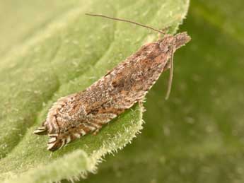 Ancylis unguicella L. adulte - Philippe Mothiron