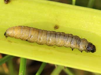  Chenille de Clepsis unicolorana Dup. - Lionel Taurand