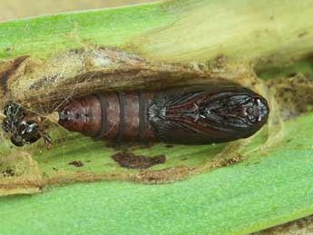  Chrysalide de Clepsis unicolorana Dup. - ©Lionel Taurand