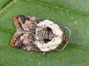 Acleris variegana D. & S. adulte - Philippe Mothiron