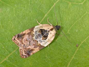 Acleris variegana D. & S. adulte - ©Philippe Mothiron