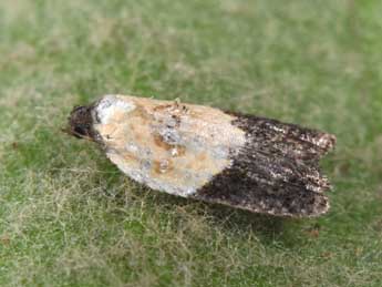 Acleris variegana D. & S. adulte - Philippe Mothiron