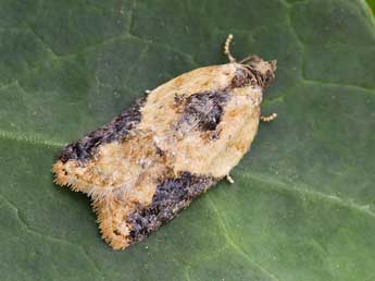 Acleris variegana D. & S. adulte - Lionel Taurand