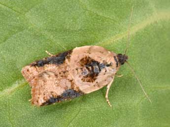 Acleris variegana D. & S. adulte - Philippe Mothiron