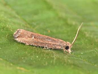 Bactra venosana Z. adulte - Philippe Mothiron