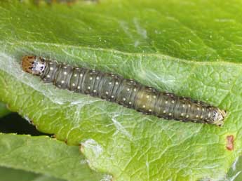  Chenille de Aphelia viburnana D. & S. - ©Patrick Clement